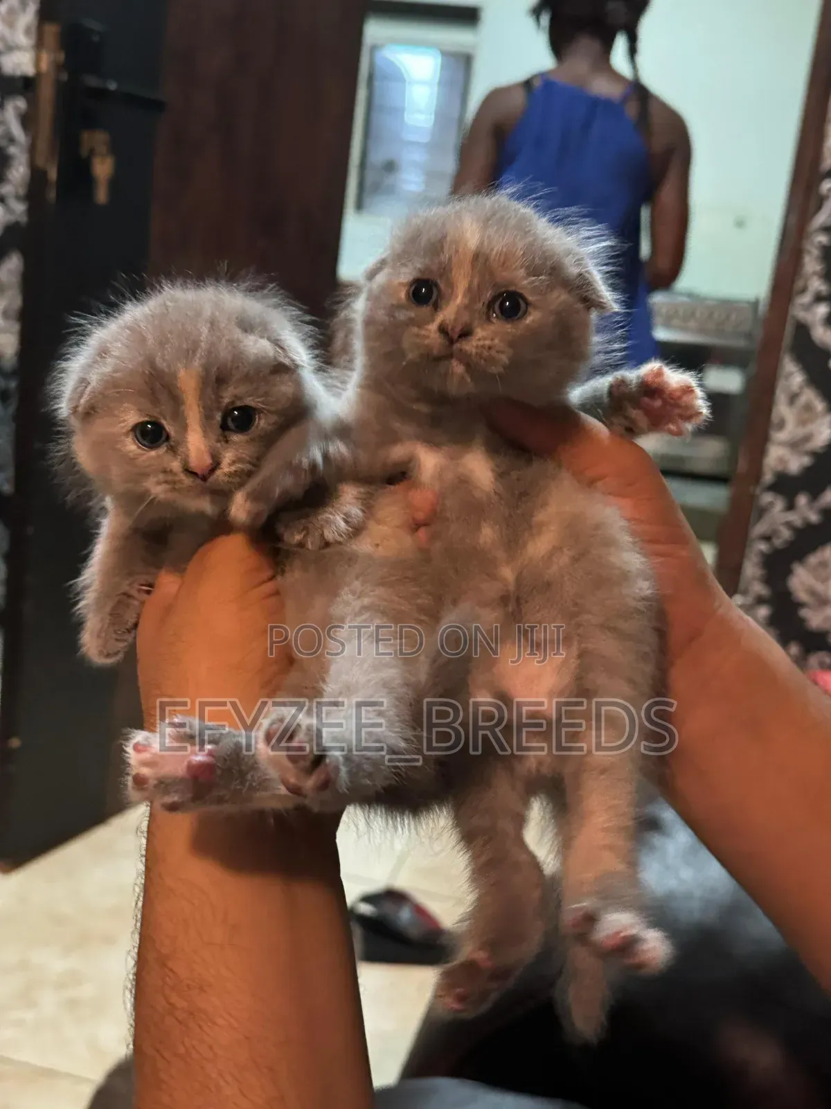 1-3 months Female Purebred Scottish Fold