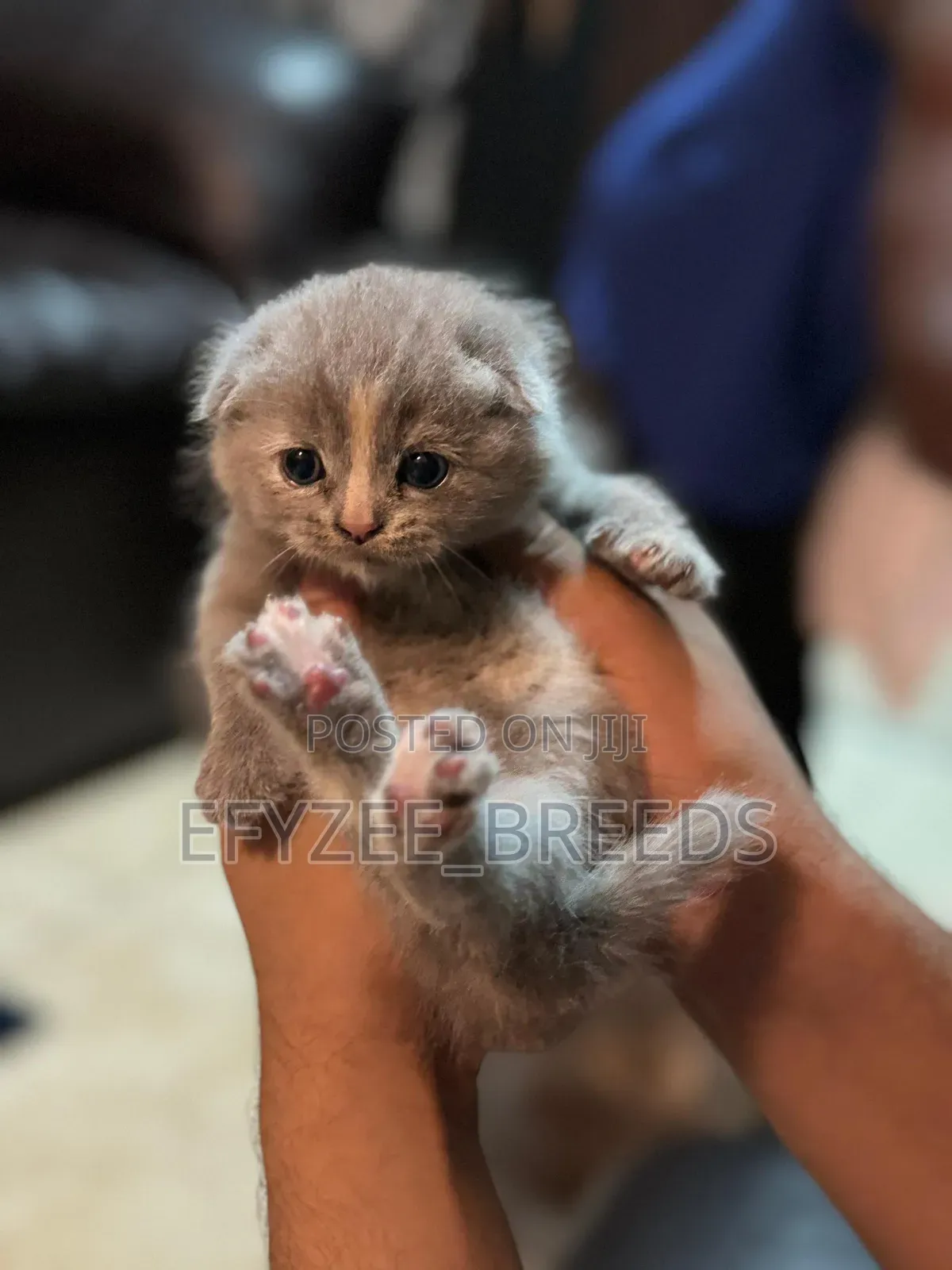 1-3 months Female Purebred Scottish Fold