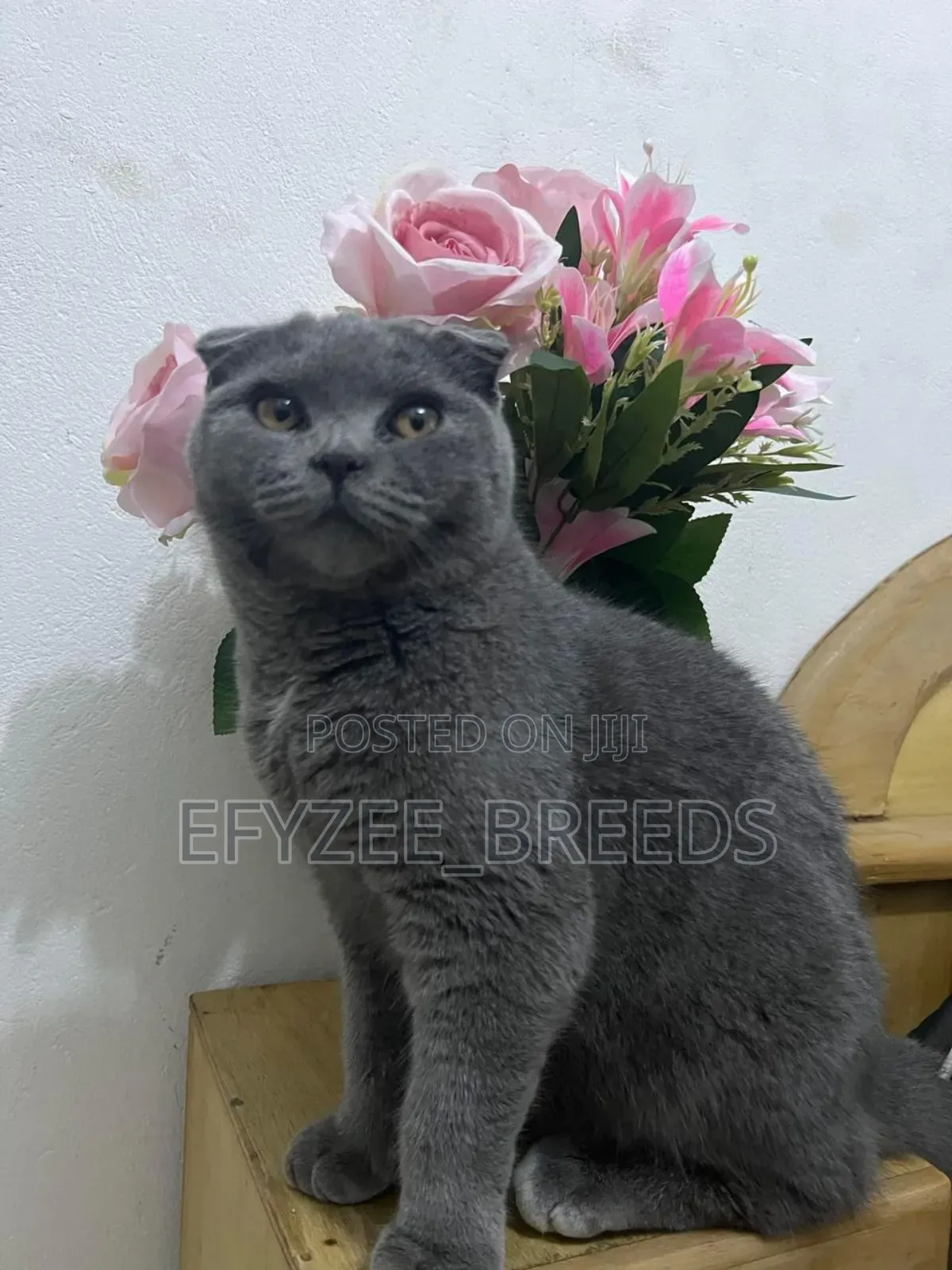1-3 months Female Purebred Scottish Fold