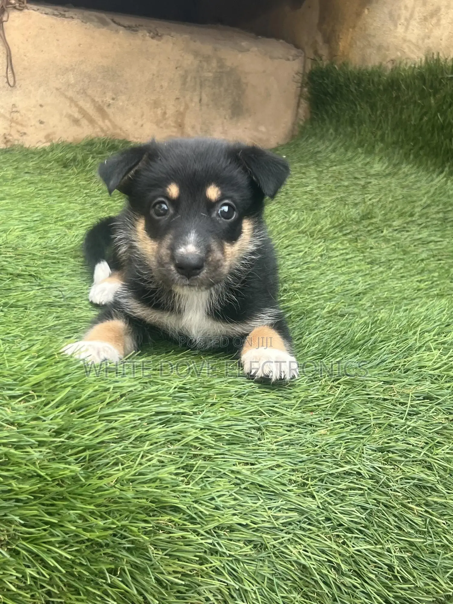 1-3 months Male Purebred German Shepherd