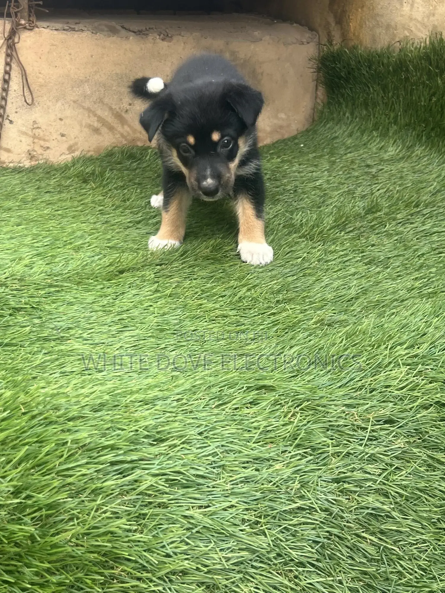 1-3 months Male Purebred German Shepherd