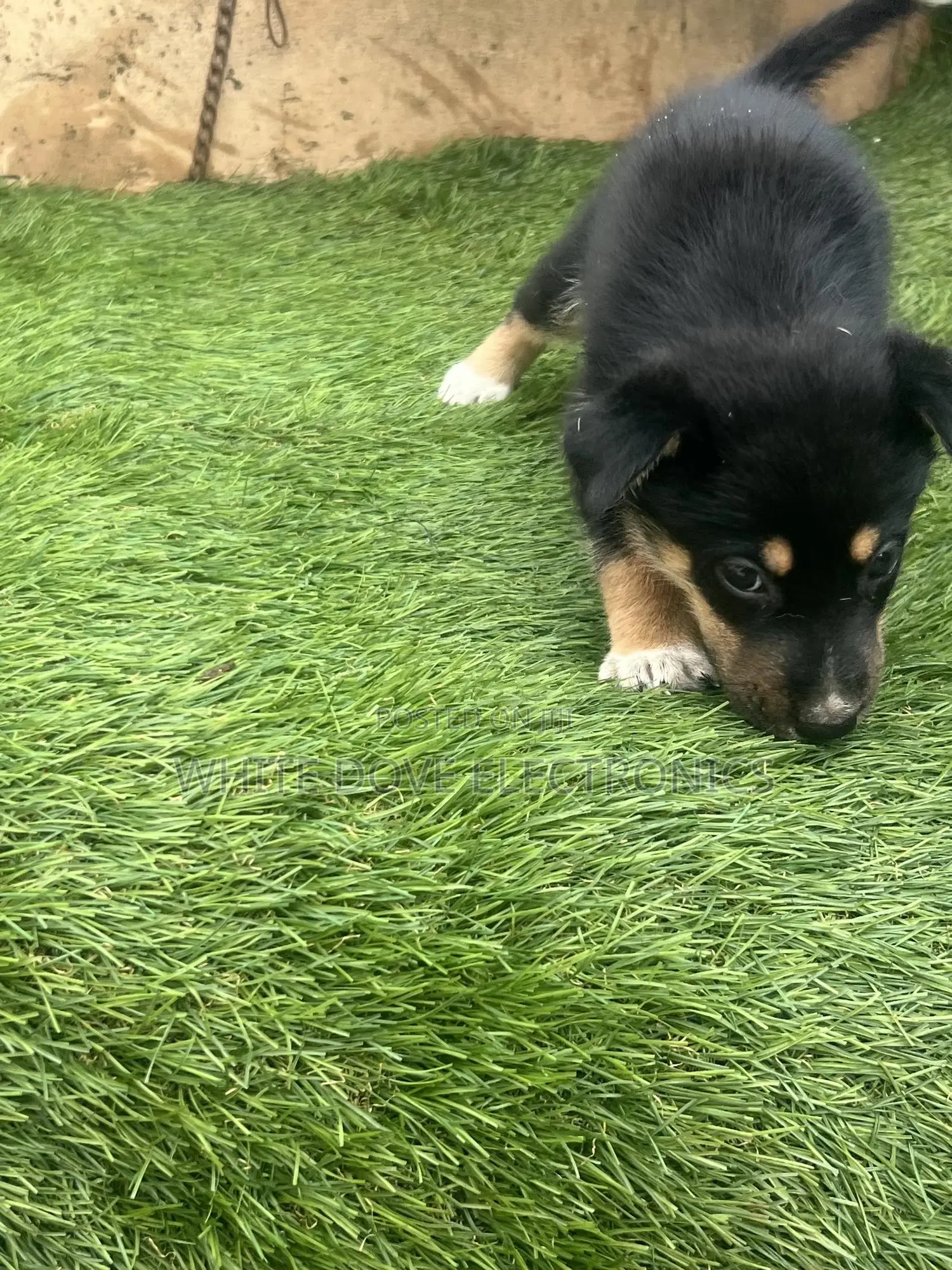 1-3 months Male Purebred German Shepherd