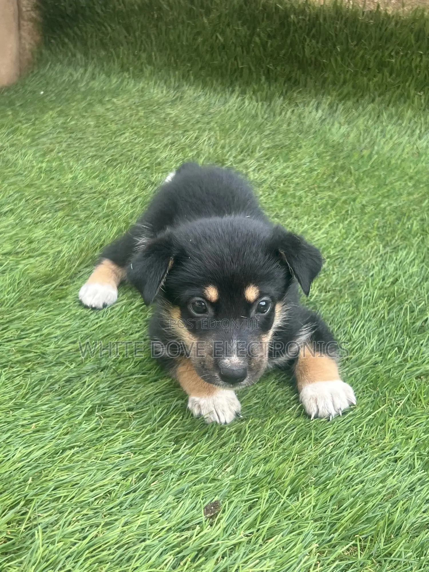 1-3 months Male Purebred German Shepherd