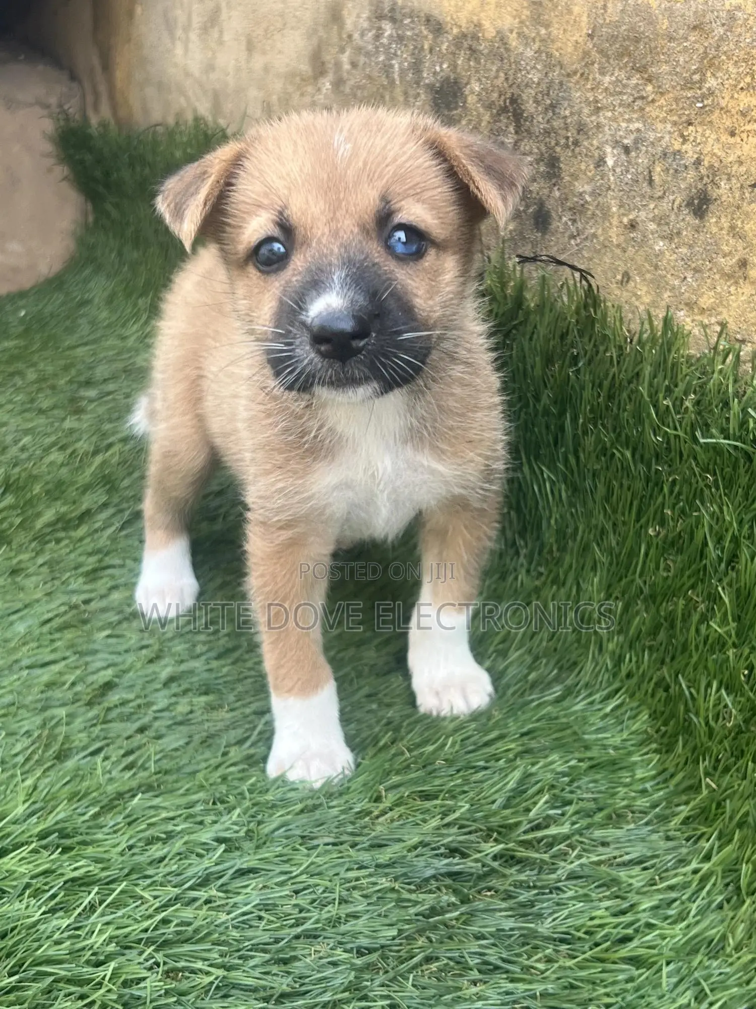 1-3 months Female Purebred German Shepherd
