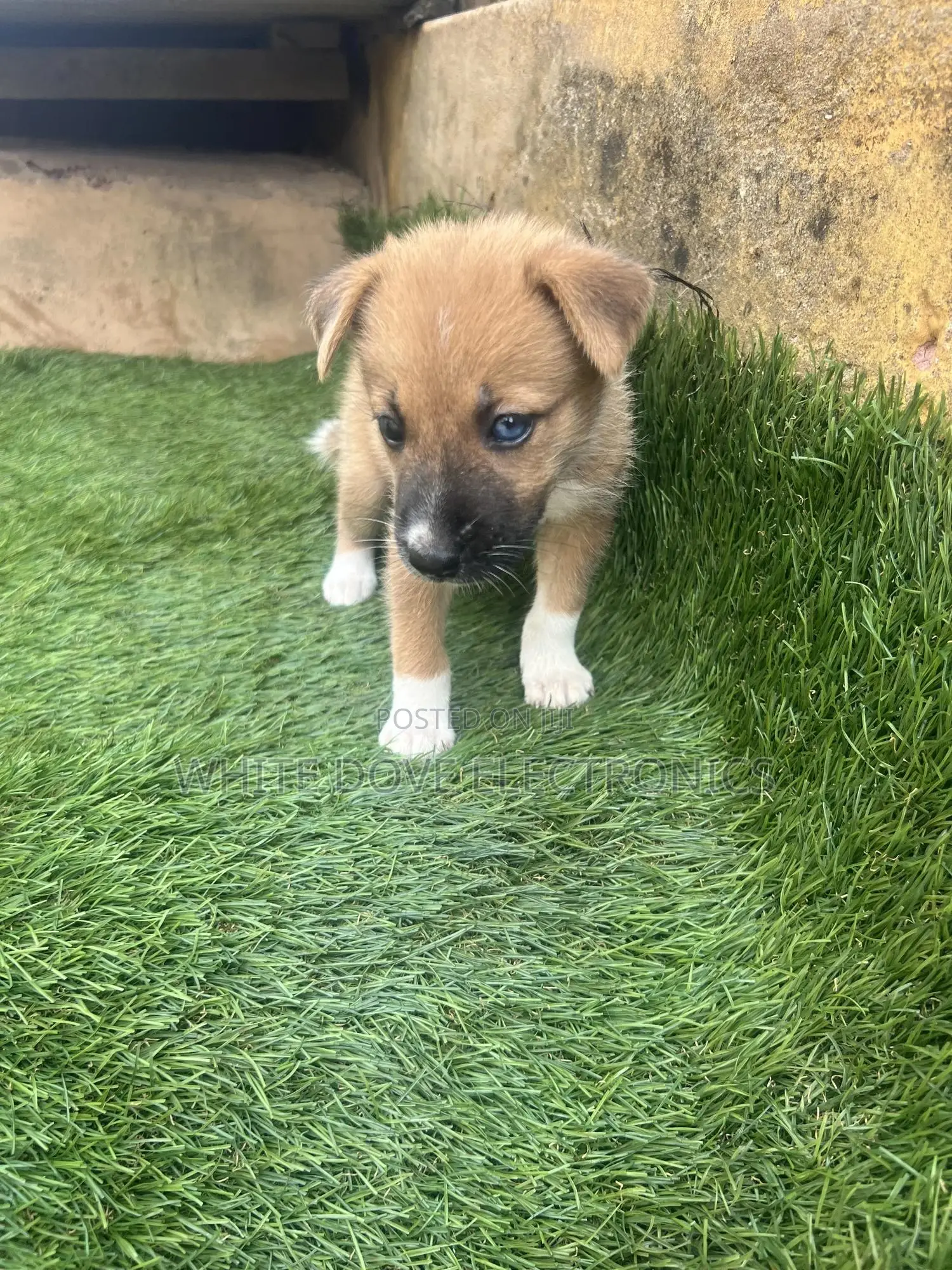 1-3 months Female Purebred German Shepherd