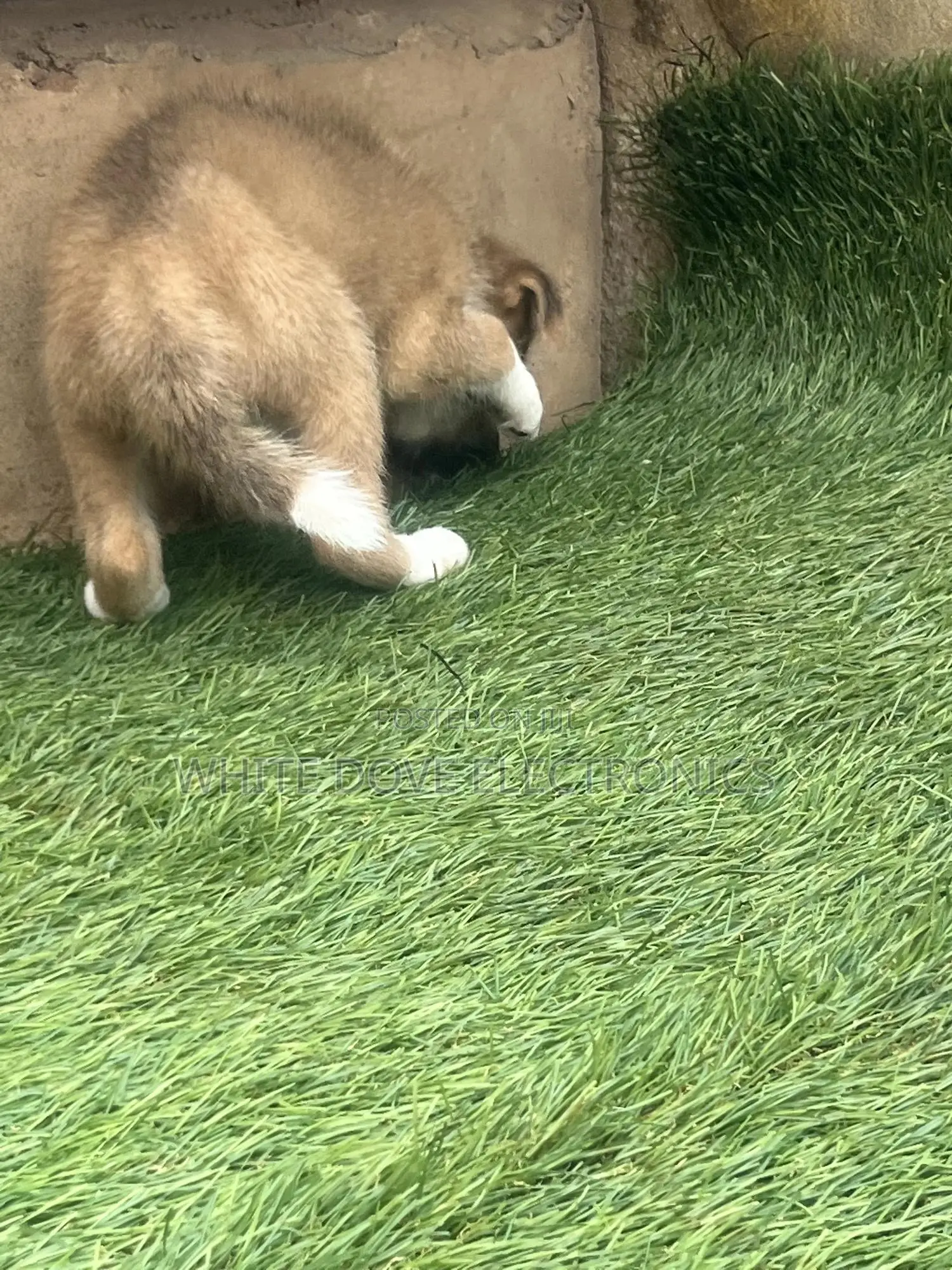 1-3 months Female Purebred German Shepherd