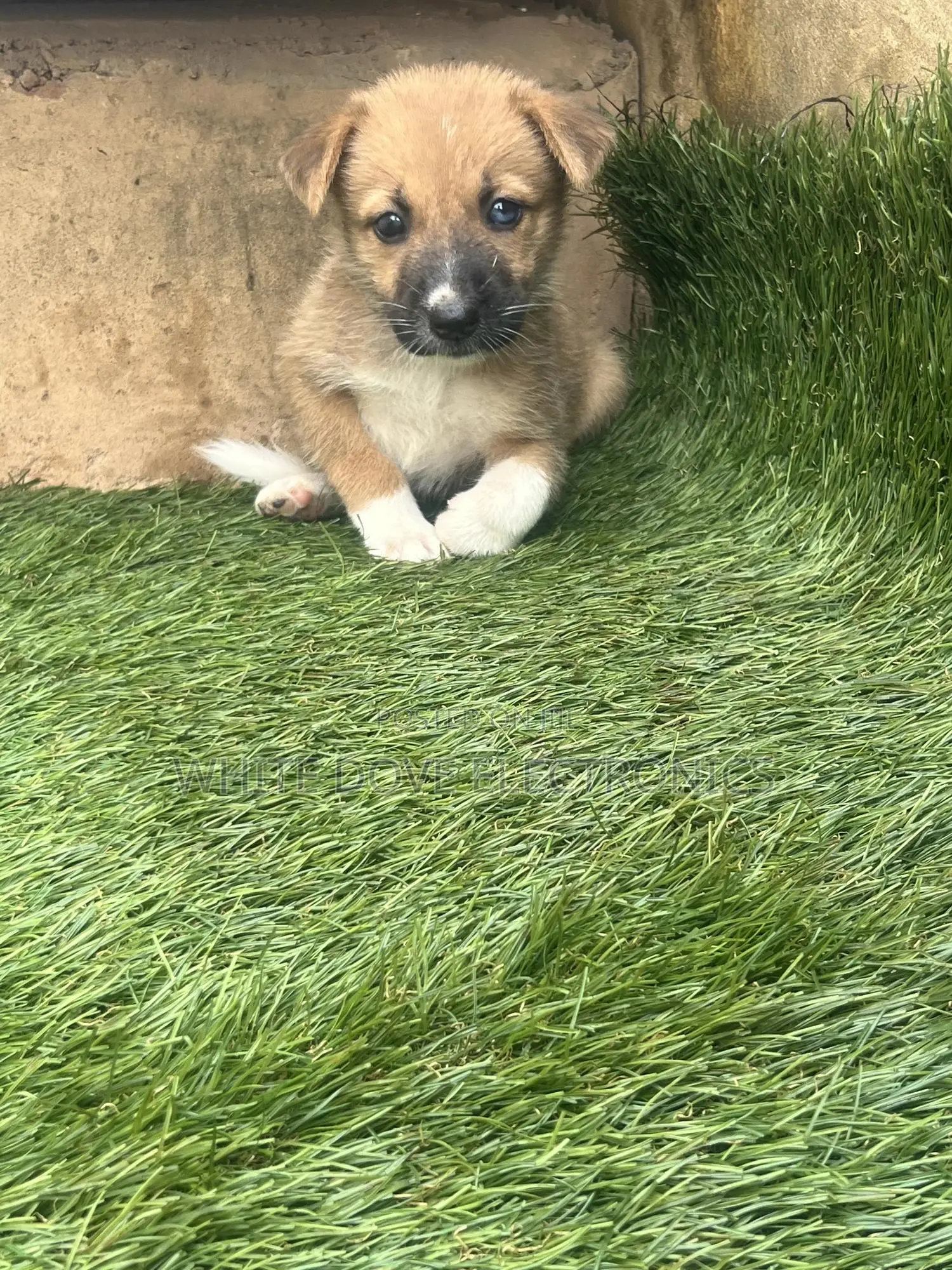 1-3 months Female Purebred German Shepherd