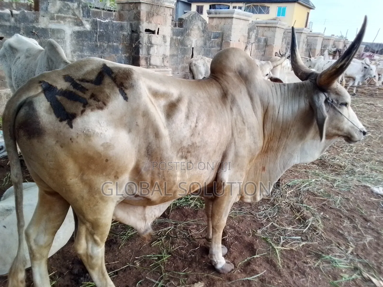 Cheap Cows, Goats and Rams for Sale in Awka