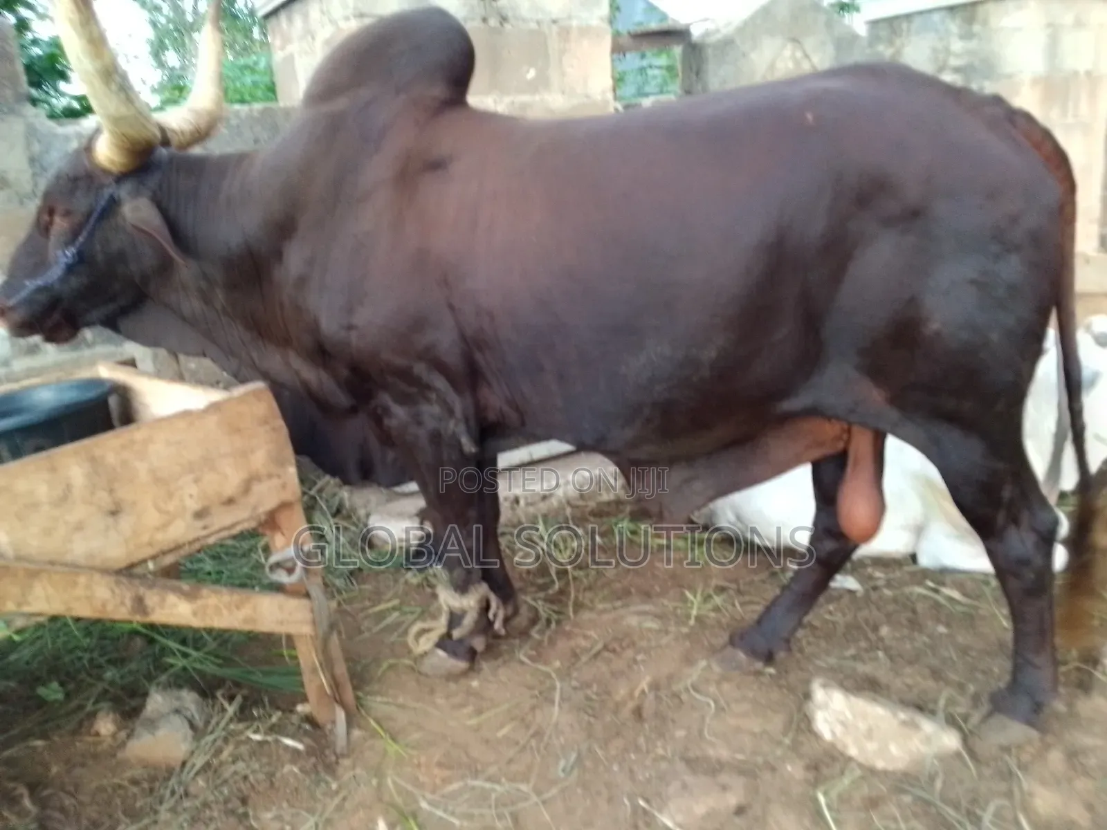 Cheap Cows, Goats and Rams for Sale in Awka