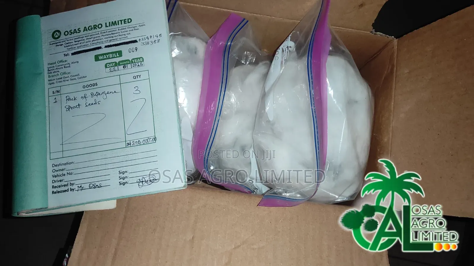 High Yield Supergene Sprouted Oil Palm Seeds
