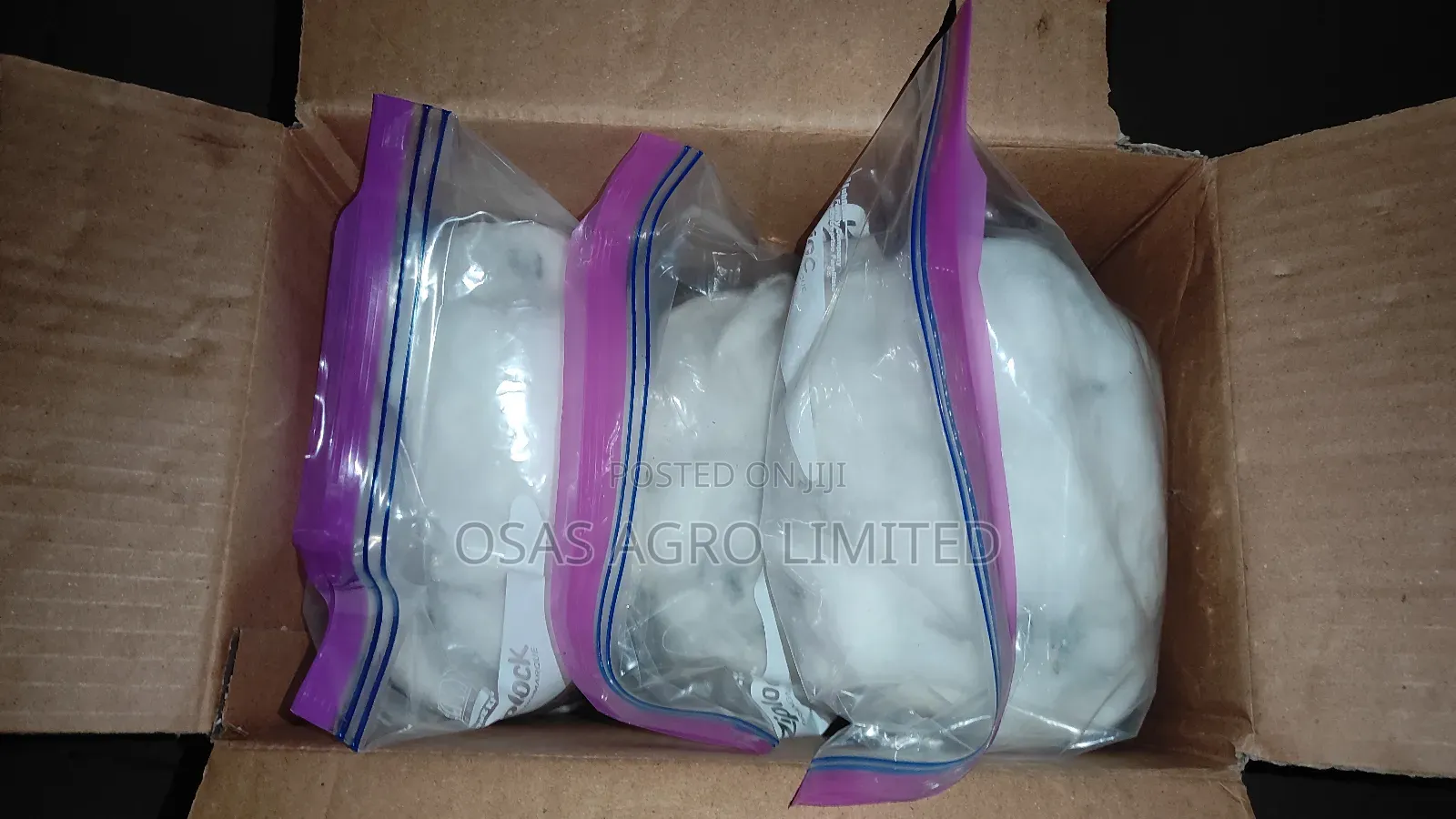 High Yield Supergene Sprouted Oil Palm Seeds