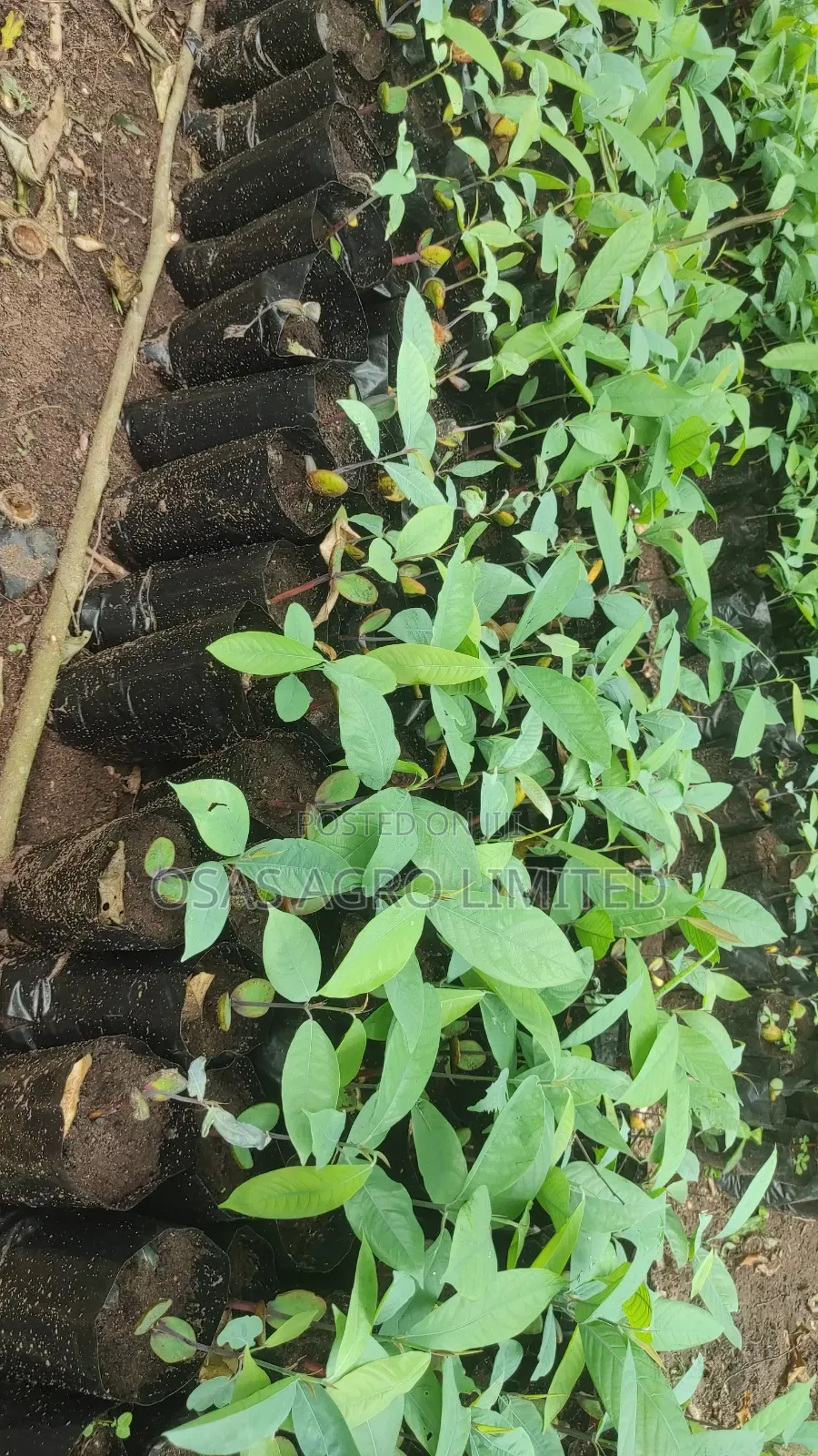 Ogbono Seedling ( Irvingia Wombulu )