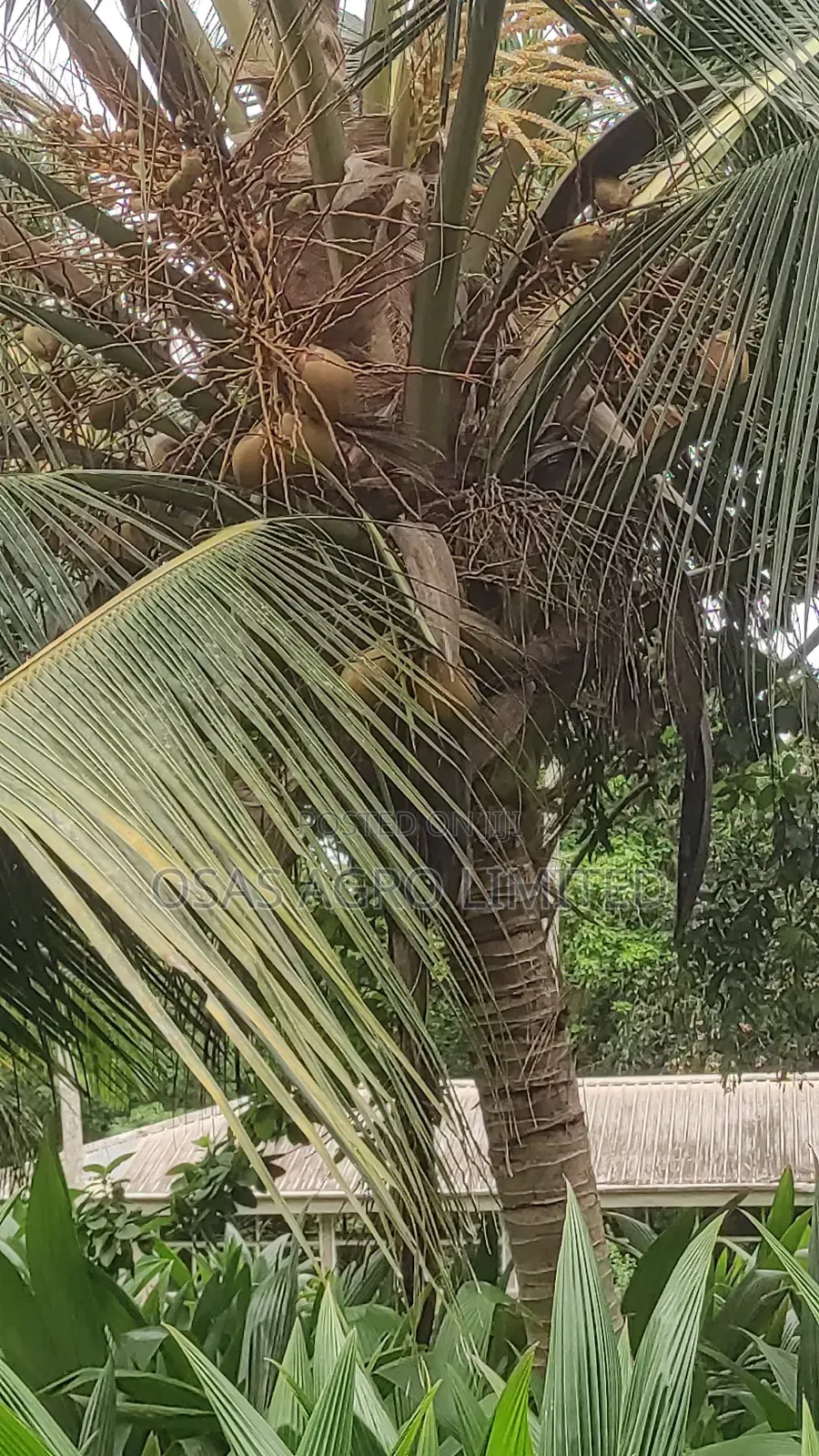 Hybrid Dwarf Coconut Seedlings