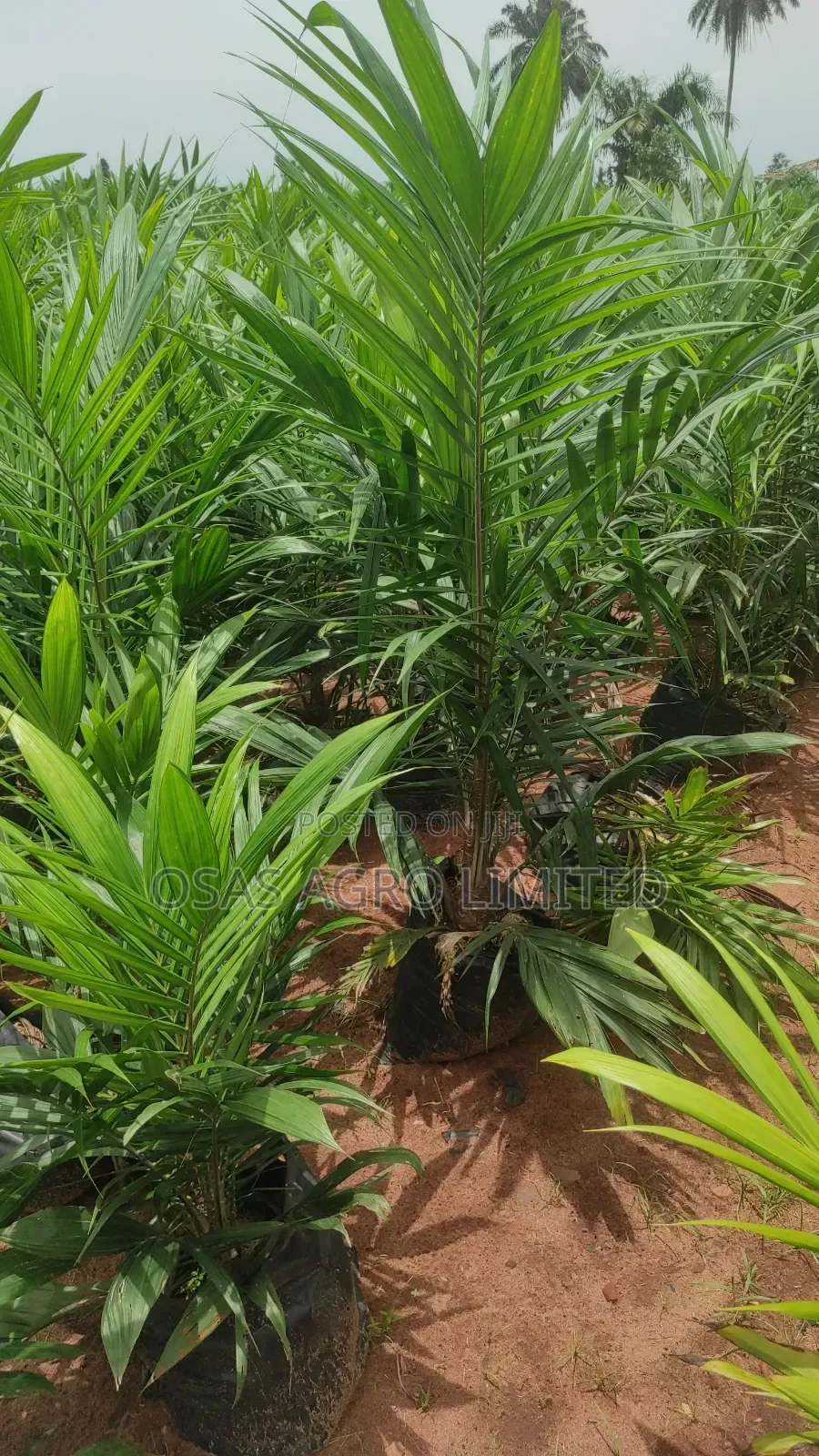 High Yield Supergene Oil Palm Seedling (Elaeis Guineensis)