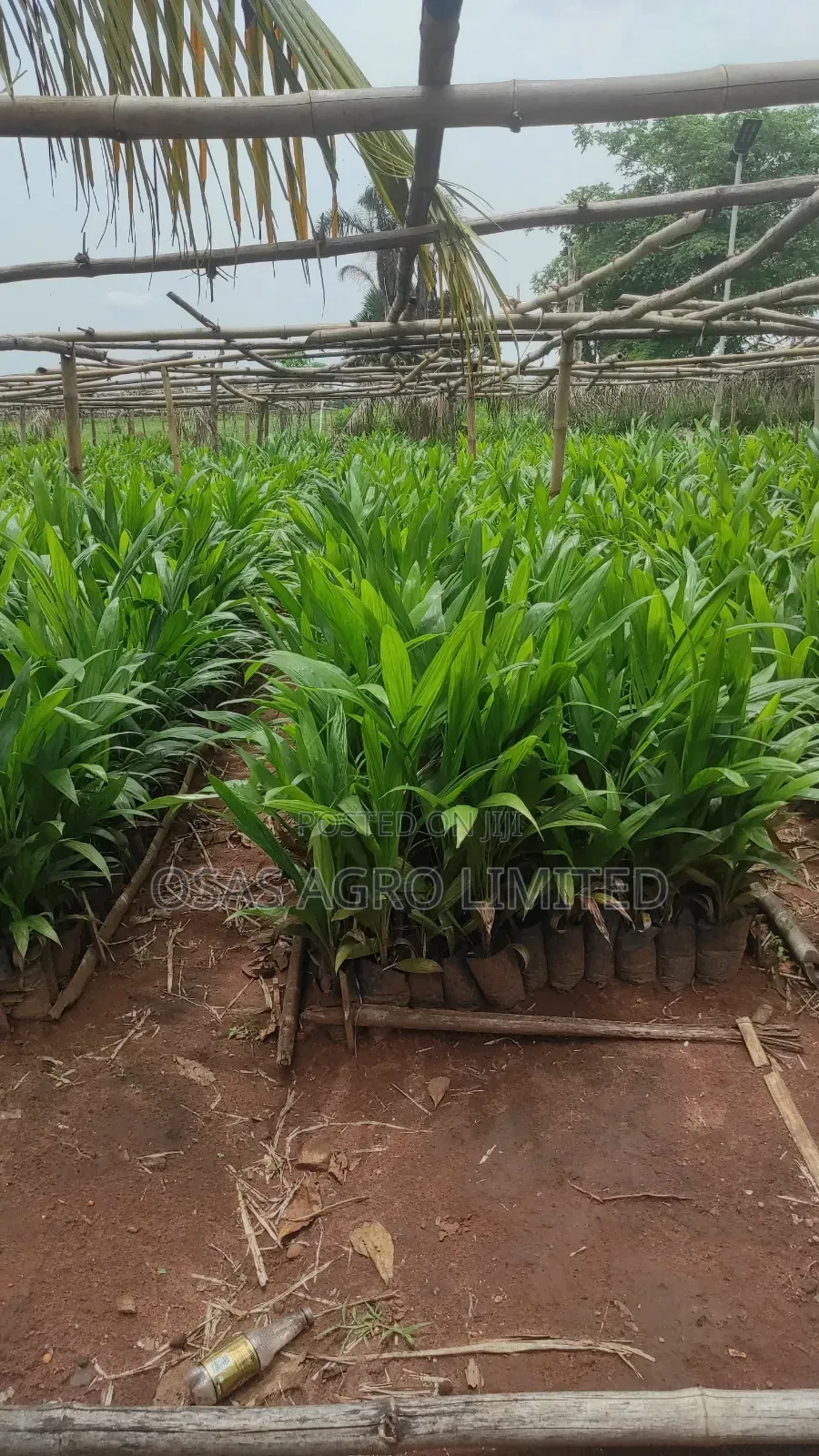 Tenera Palm Seedlings