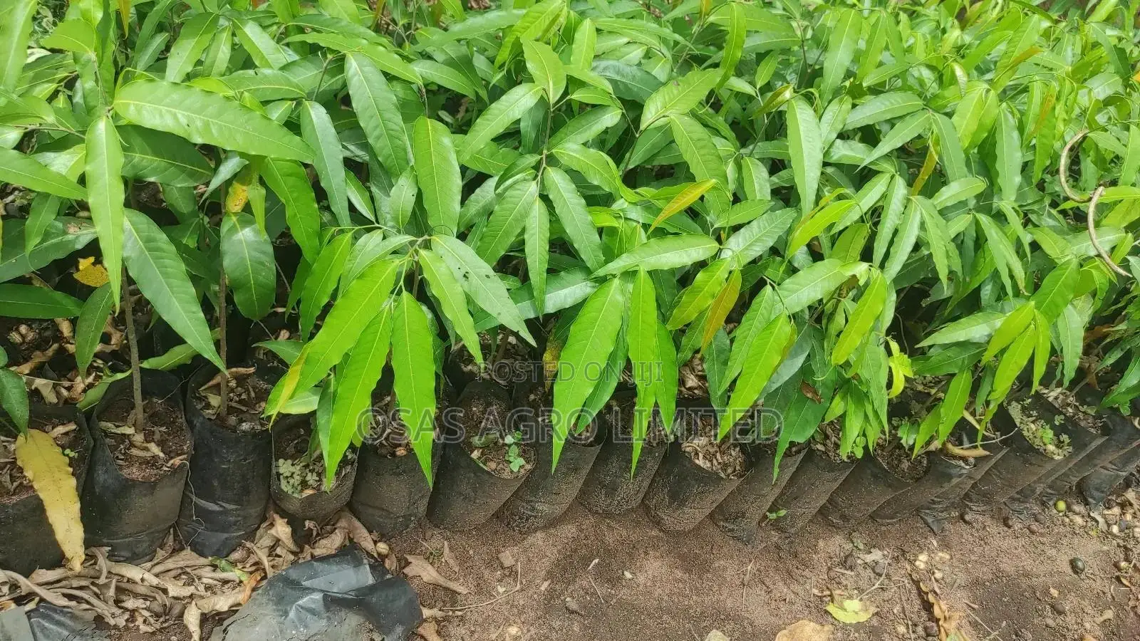 Ashoka Tree (Masquerade Tree)