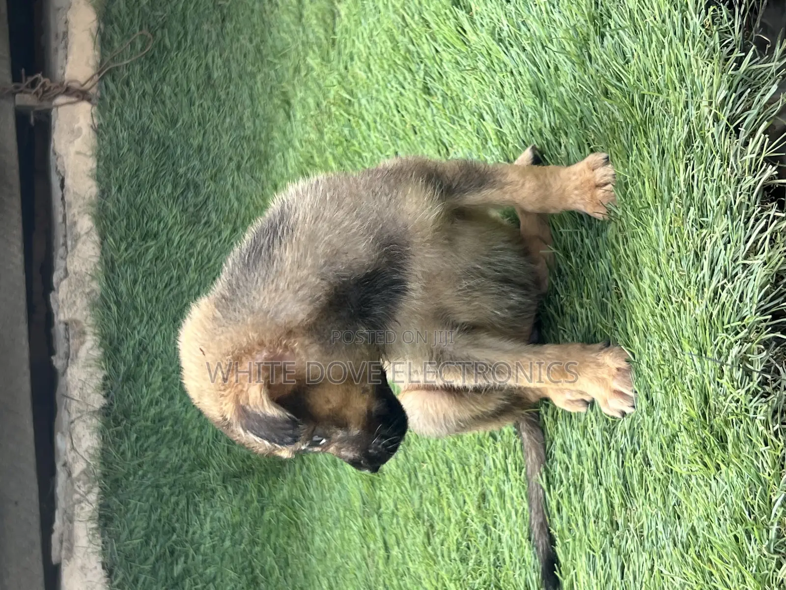 1-3 months Female Purebred German Shepherd