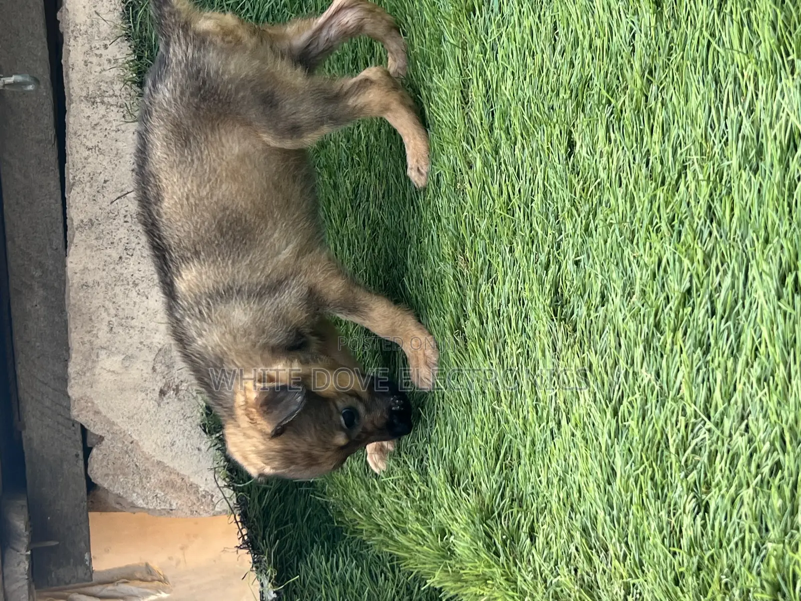 1-3 months Female Purebred German Shepherd