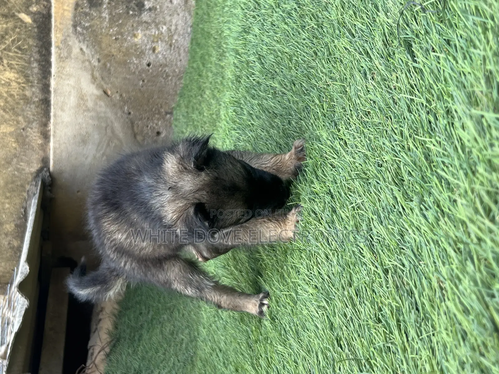1-3 months Female Purebred German Shepherd