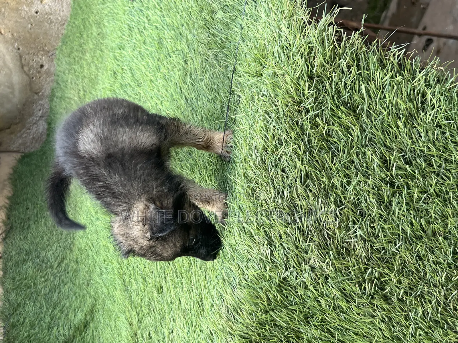 1-3 months Female Purebred German Shepherd