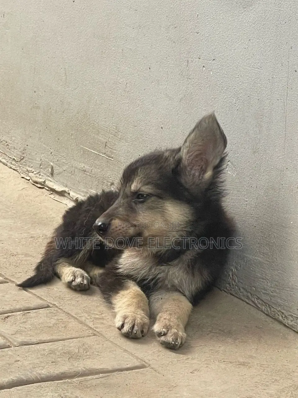 1-3 months Female Purebred German Shepherd