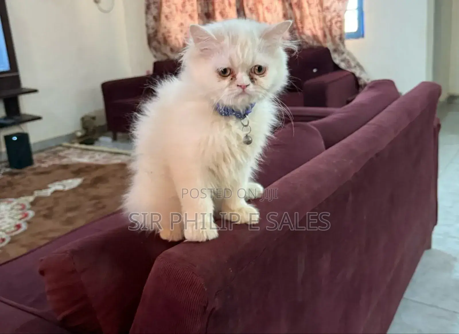 3-6 months Male Purebred Persian
