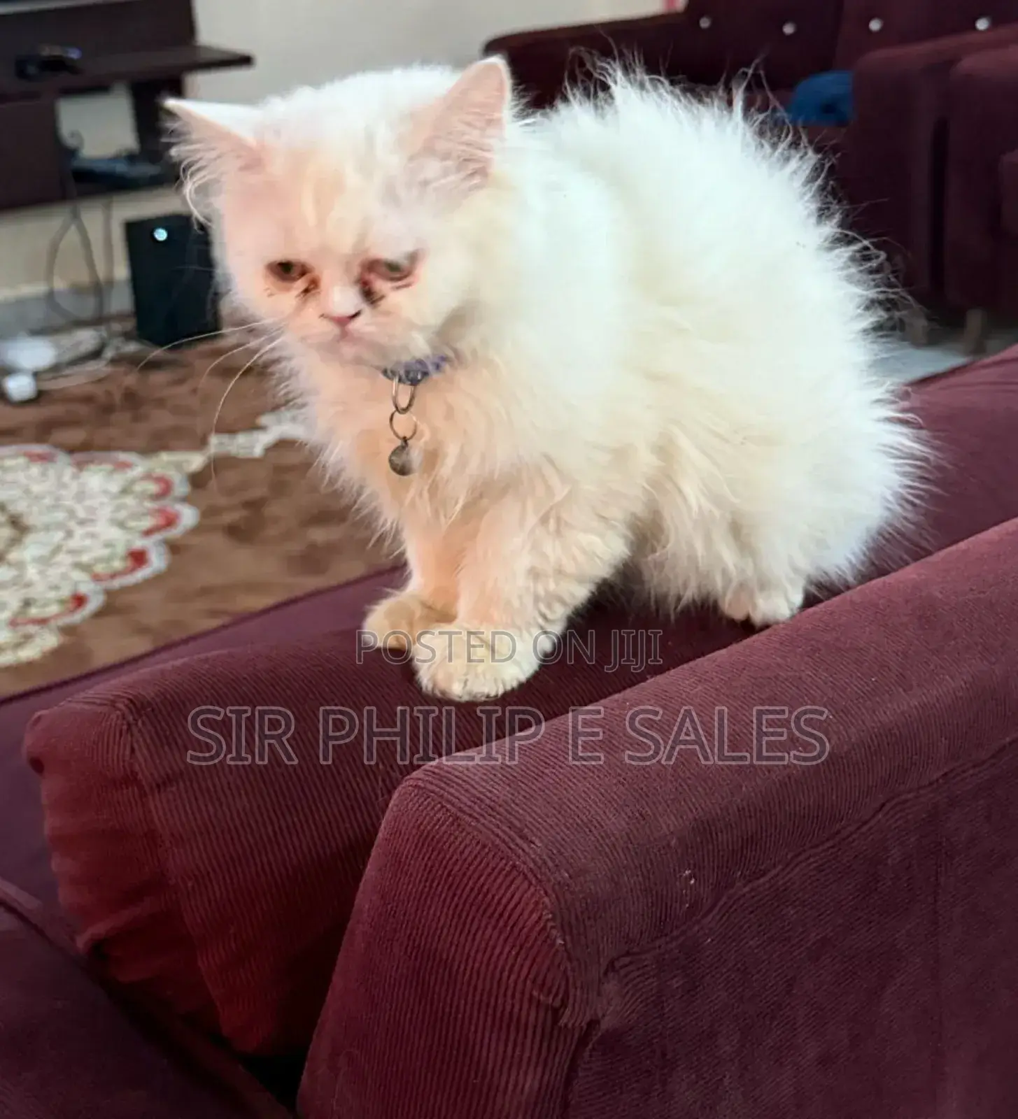 3-6 months Male Purebred Persian