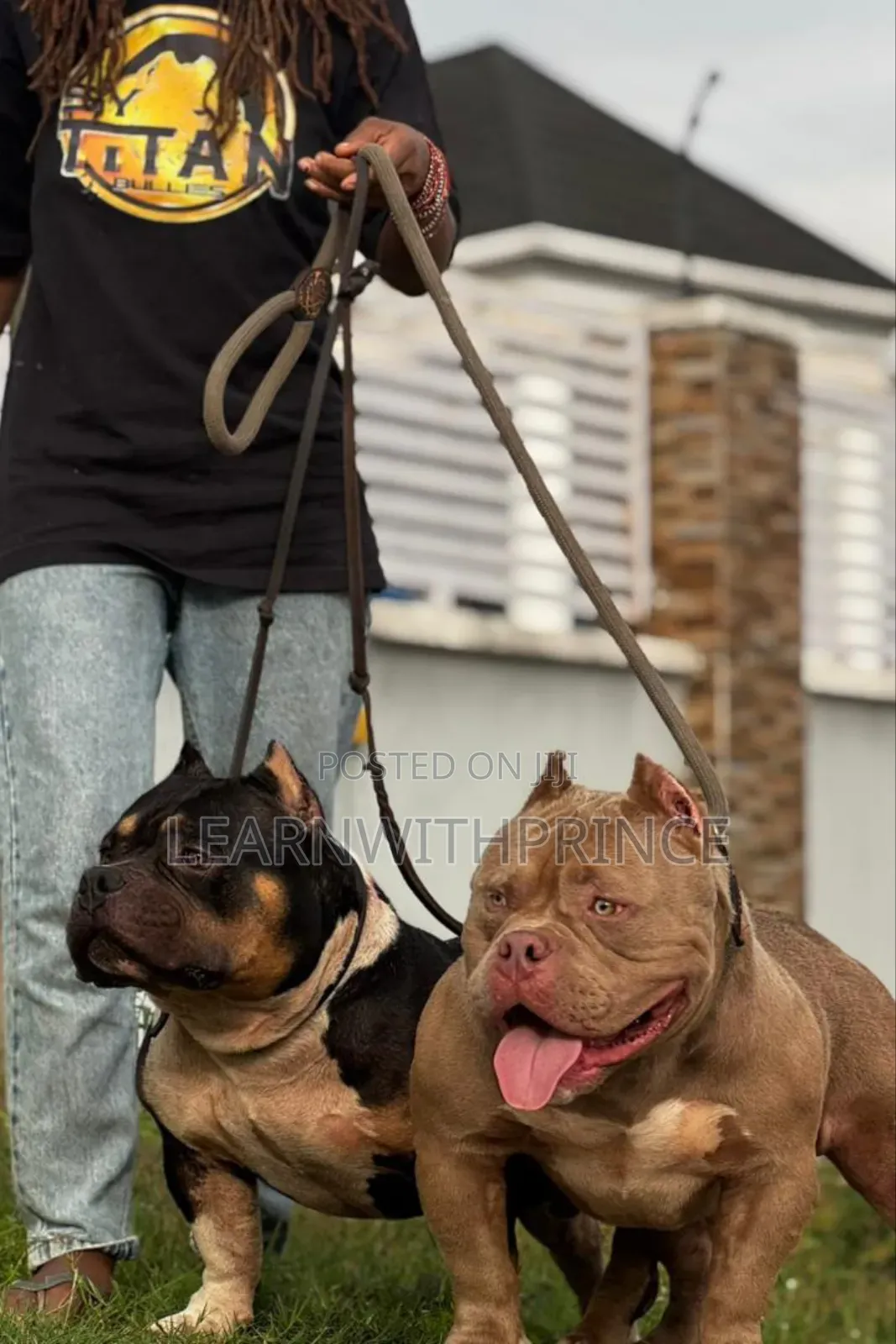 3-6 months Female Purebred American Bully