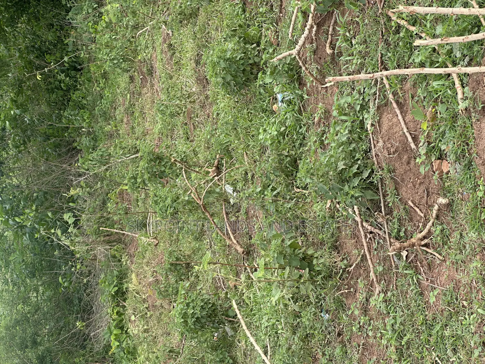 45.5 at Oniyangi Area, Ipapo Town Itesiwaju Lga