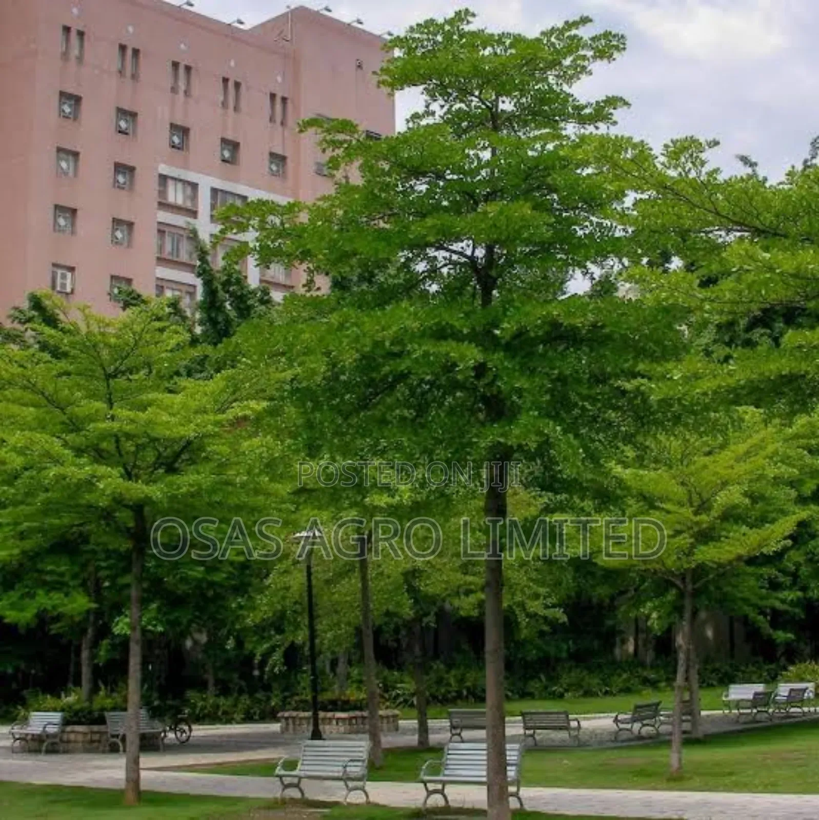 Madagascar Almond
Plant ( Terminalia Mantaly)