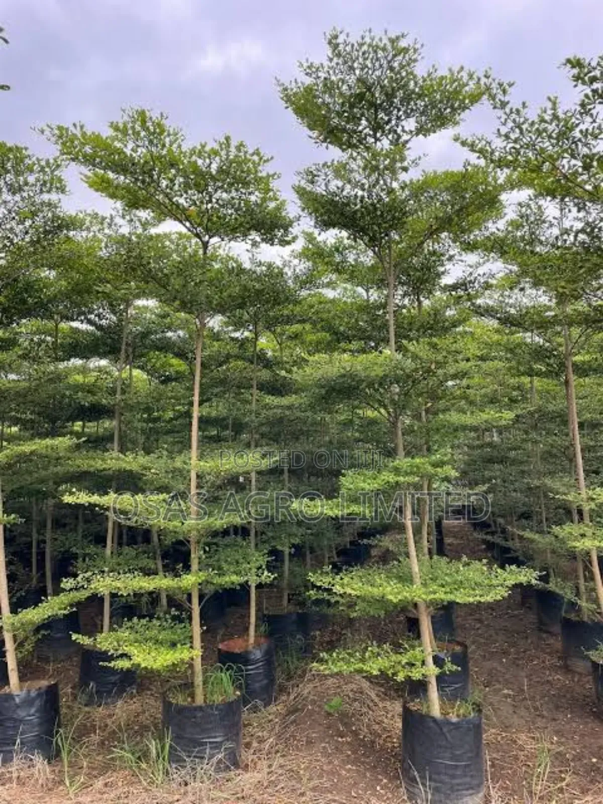 Madagascar Almond
Plant ( Terminalia Mantaly)