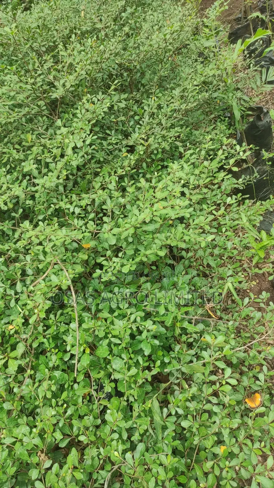 Madagascar Almond
Plant ( Terminalia Mantaly)