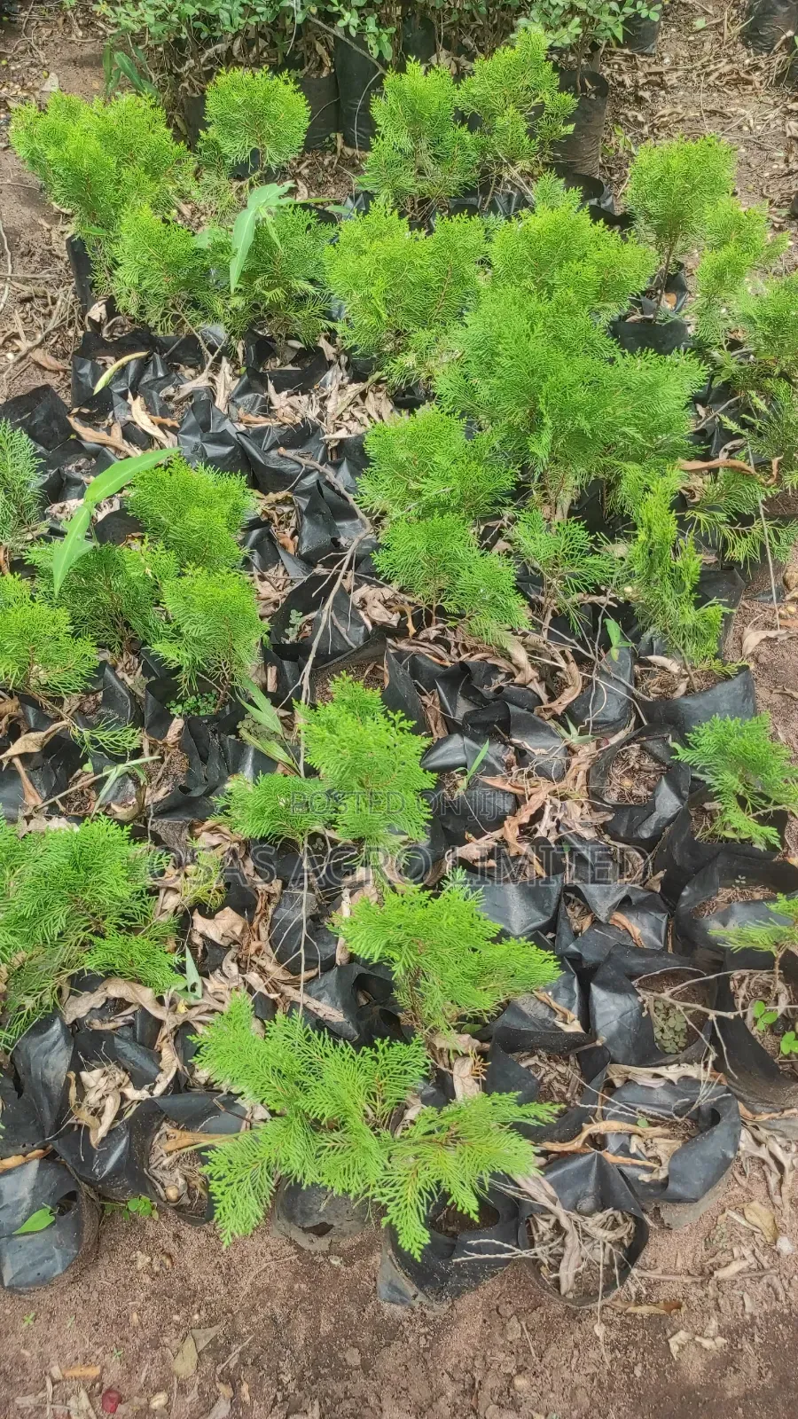 Conifer Thuja Plant/Peacock Feather (Platycladus Orientalis)