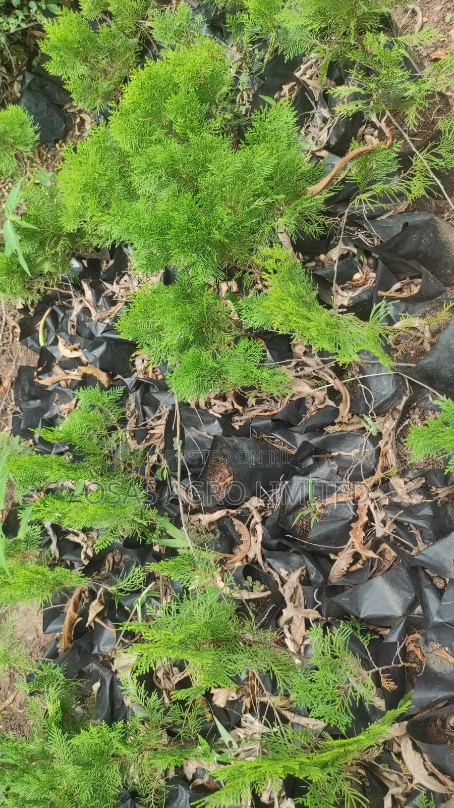 Conifer Thuja Plant/Peacock Feather (Platycladus Orientalis)