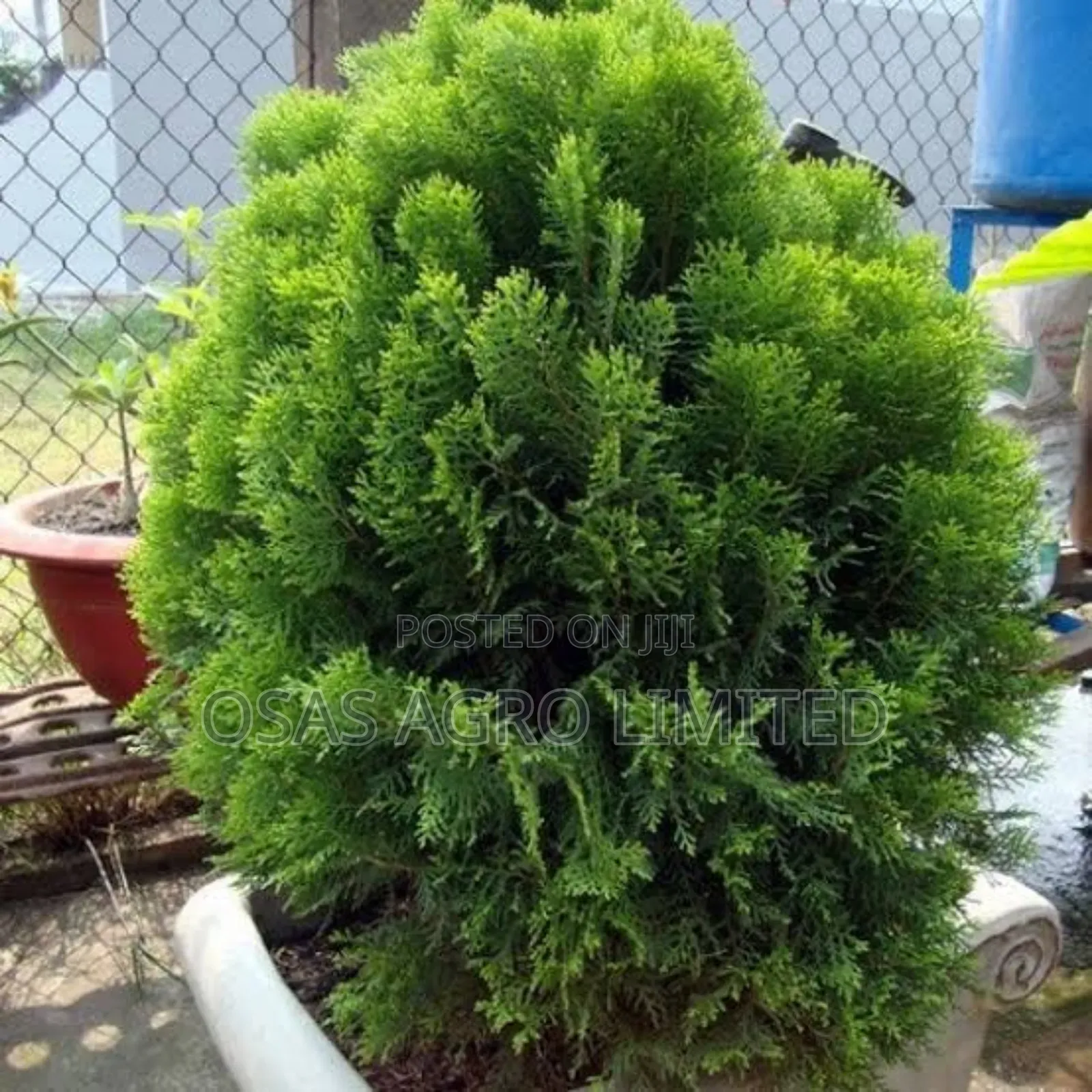 Conifer Thuja Plant/Peacock Feather (Platycladus Orientalis)