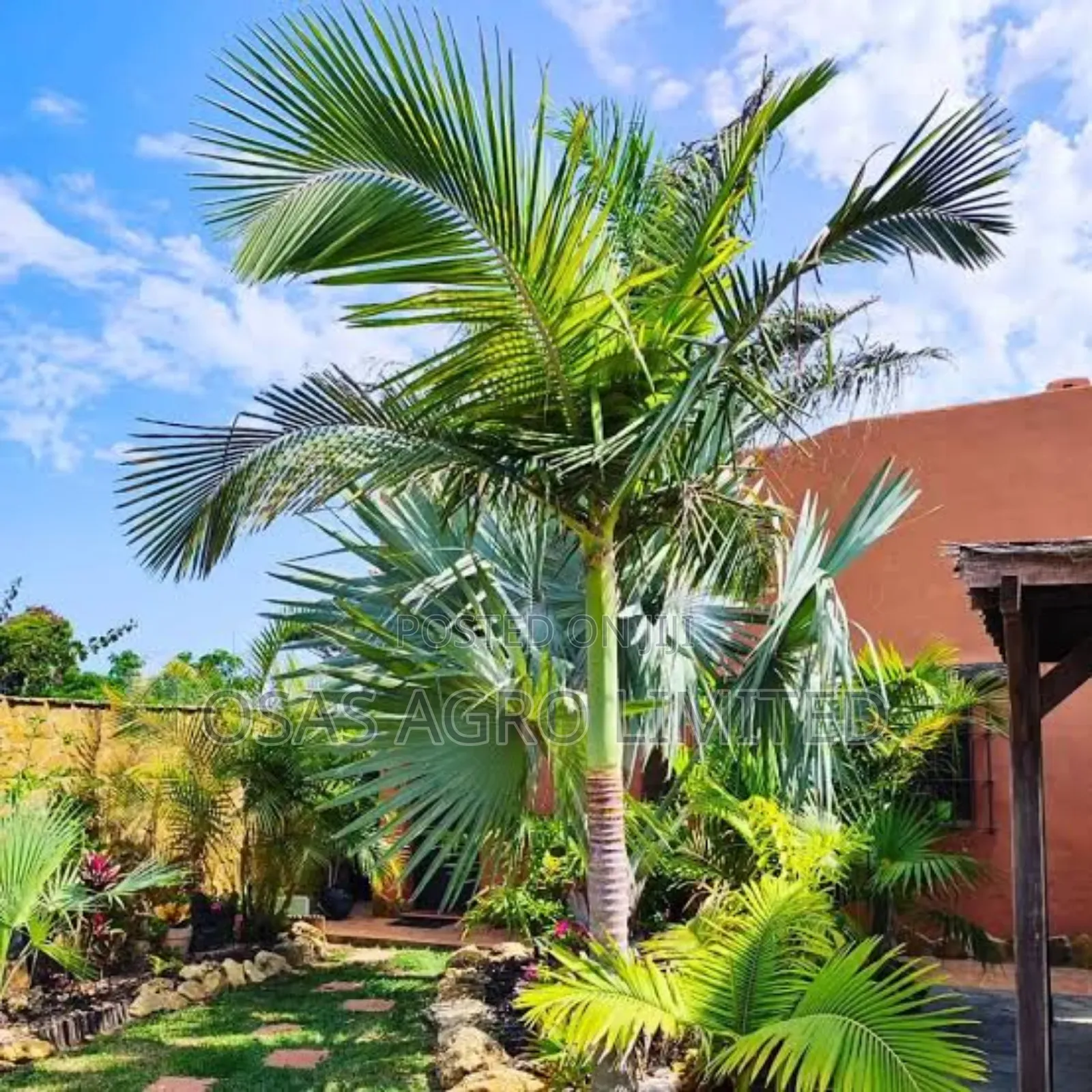 King Palm ( Archontophoenix Alexandrae)