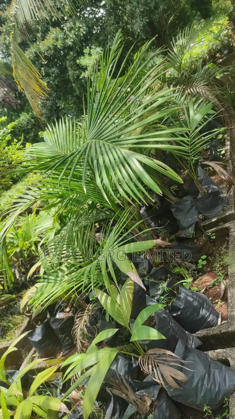 King Palm ( Archontophoenix Alexandrae)