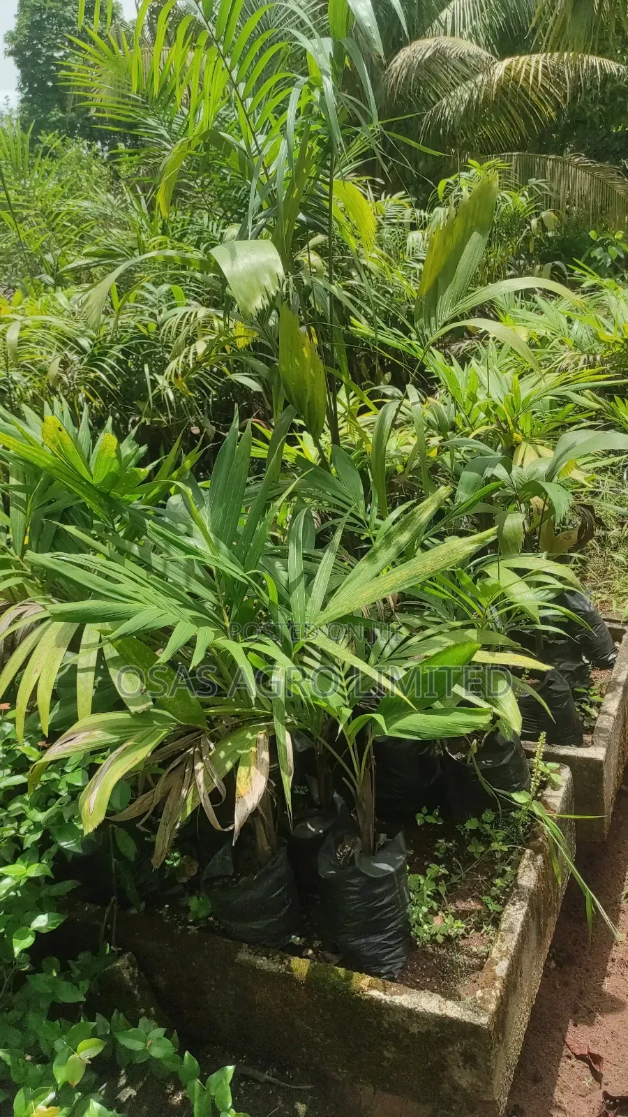 Queen Palm ( Syagrus Romanzoffiana)