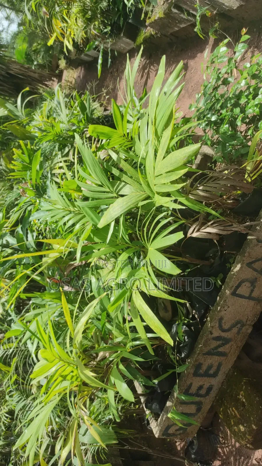 Queen Palm ( Syagrus Romanzoffiana)