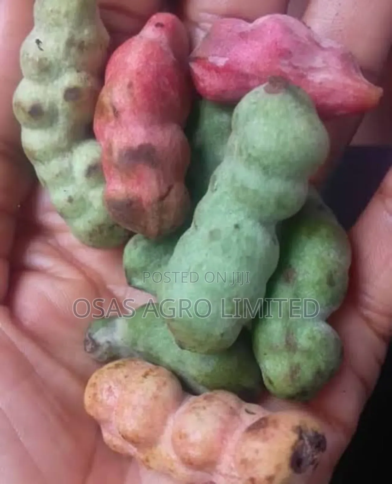 Pepper Fruit Seedling (Dennettia Tripetala)