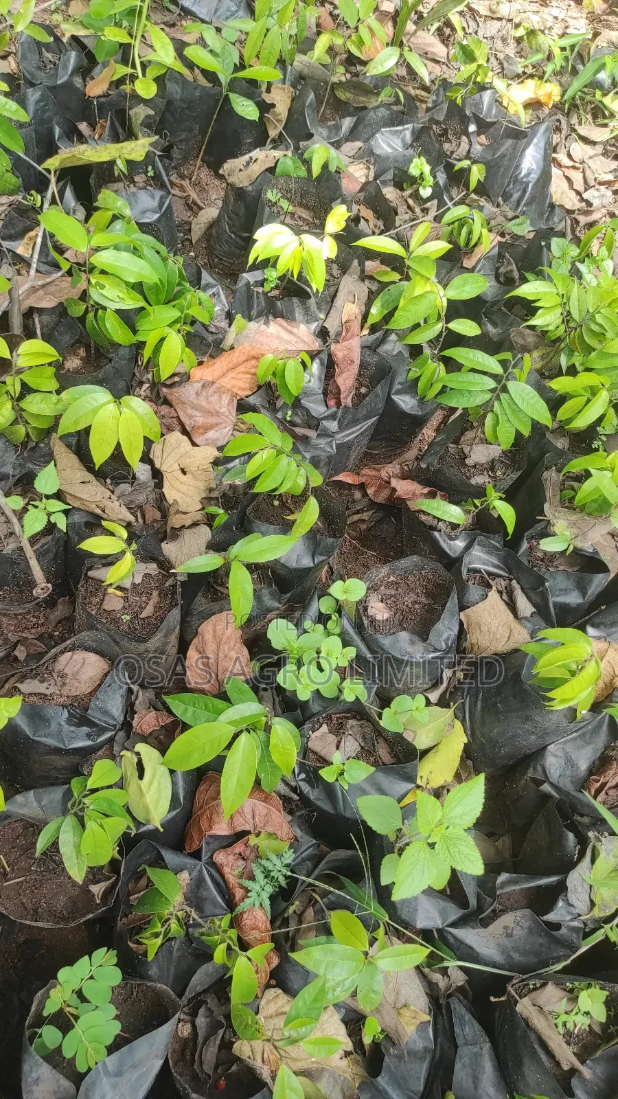 Pepper Fruit Seedling (Dennettia Tripetala)