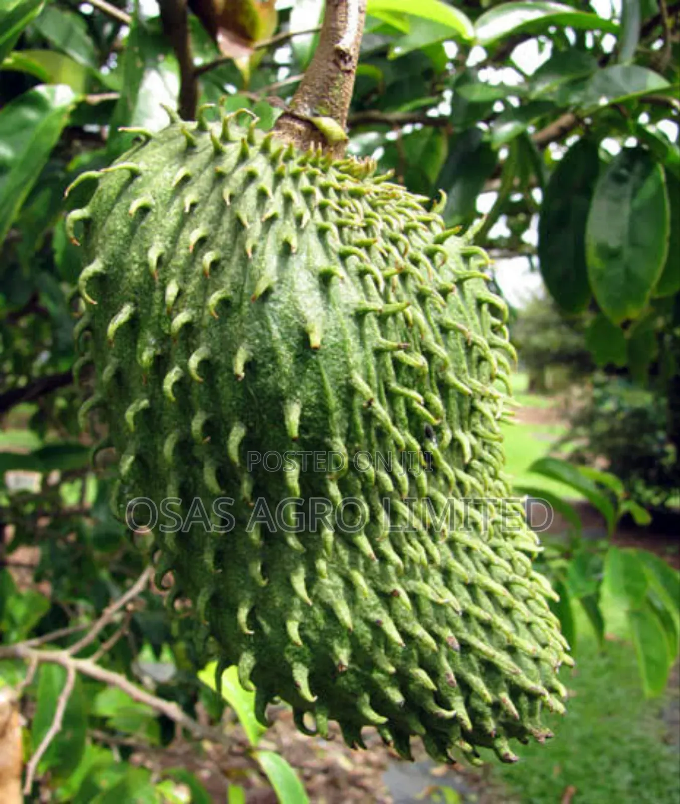 Soursop Hybrid Seedling (Annona Muricata)