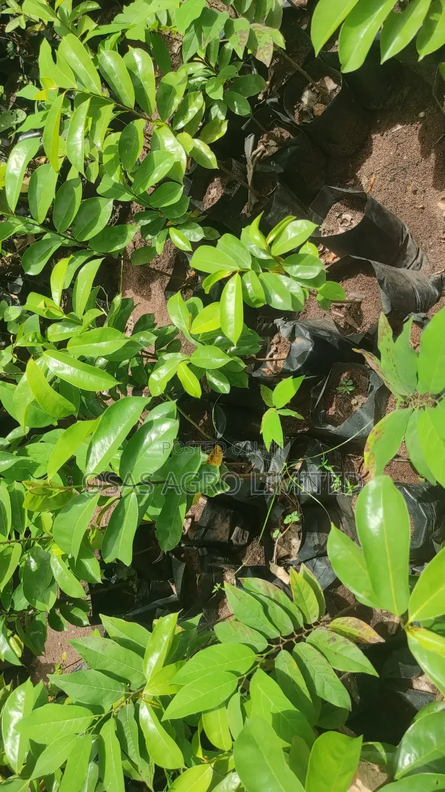 Soursop Hybrid Seedling (Annona Muricata)