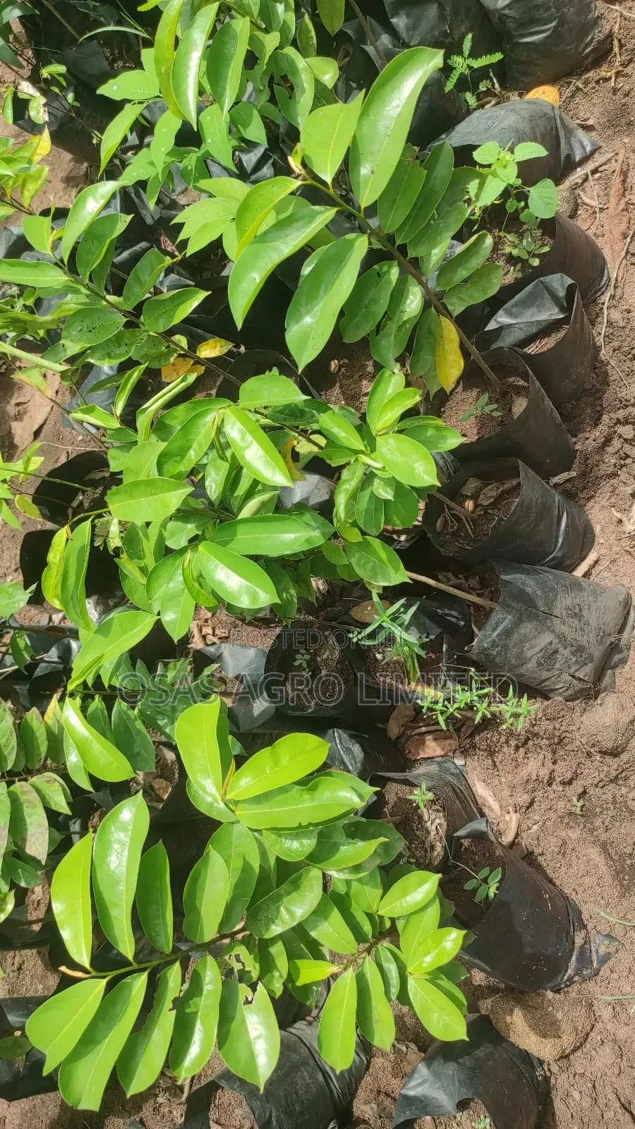 Soursop Hybrid Seedling (Annona Muricata)