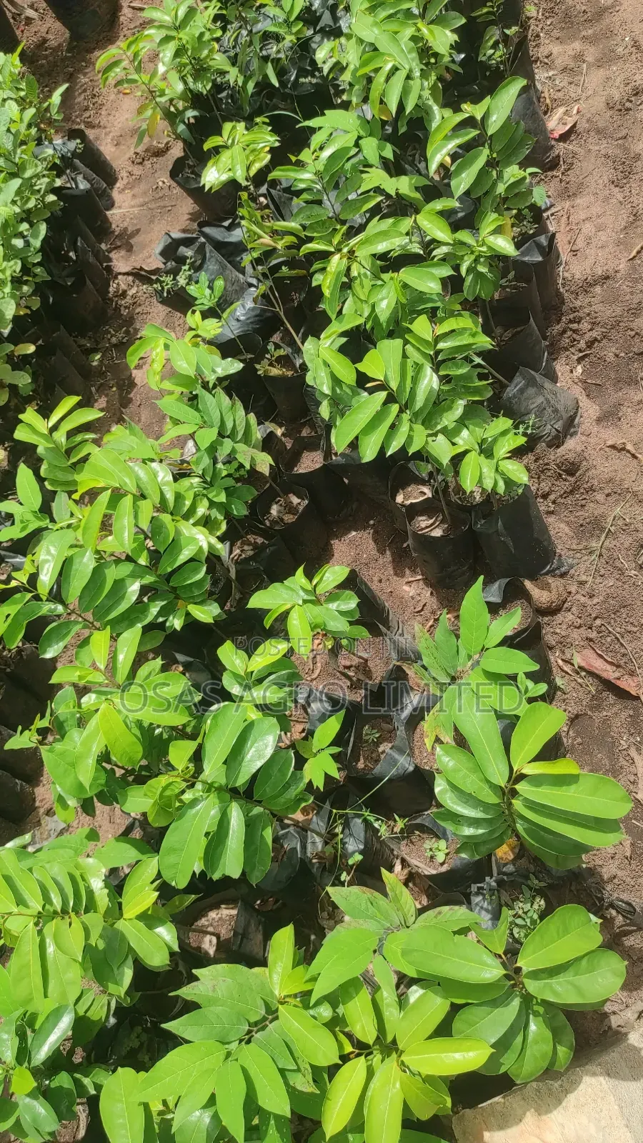 Soursop Hybrid Seedling (Annona Muricata)