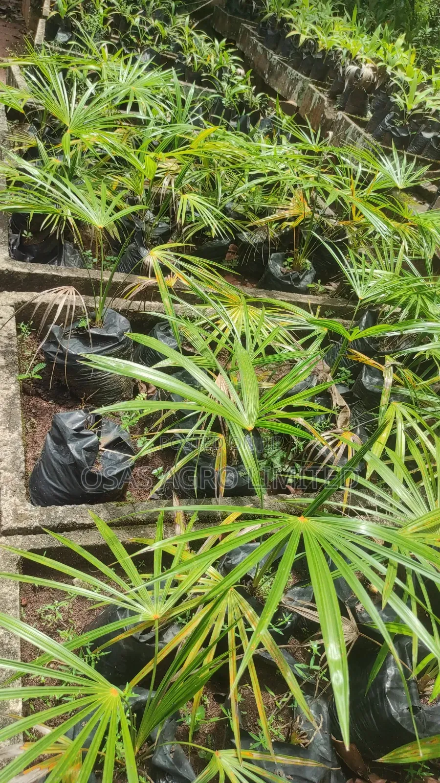 Florida Thatch Palm (Thrinax Radiata)