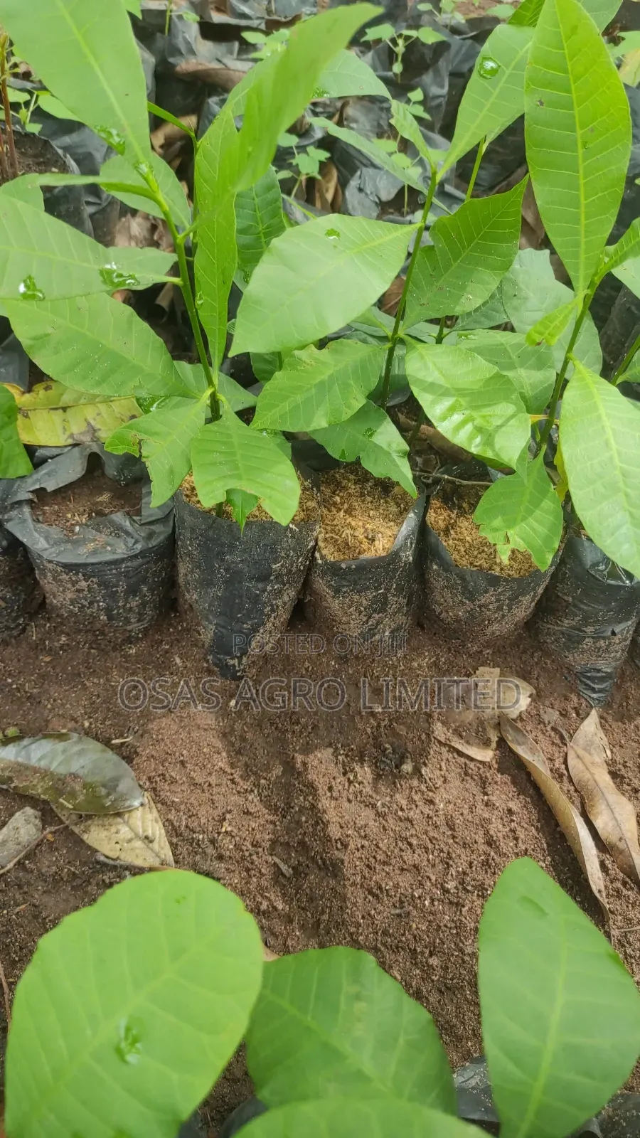 Hybrid/Jumbo Cashew Seedling (Anacardium Occidentale)