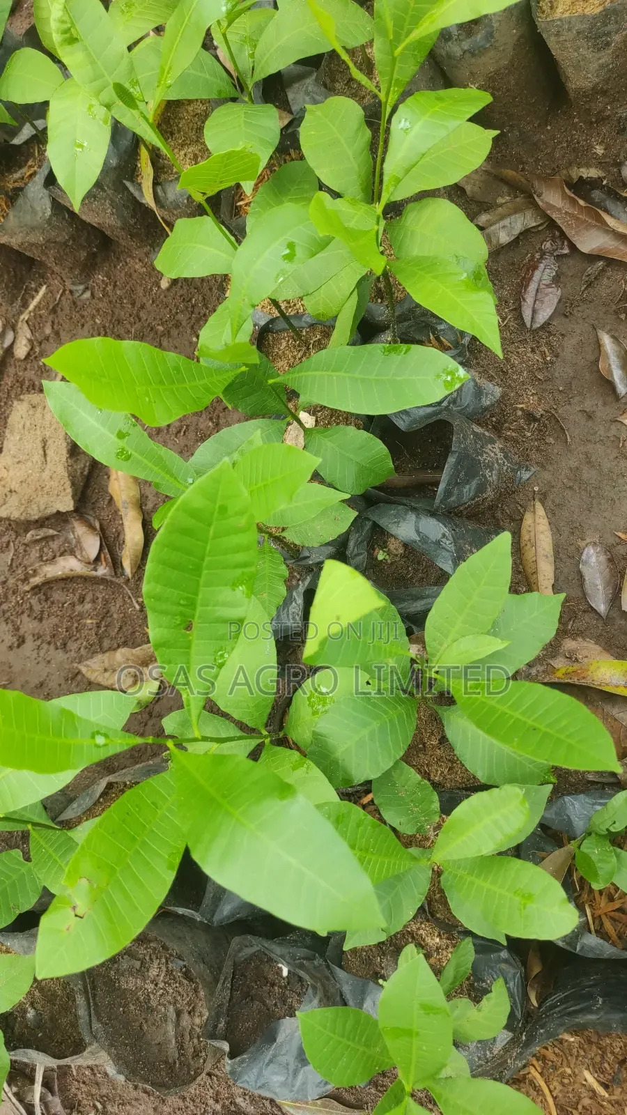 Hybrid/Jumbo Cashew Seedling (Anacardium Occidentale)