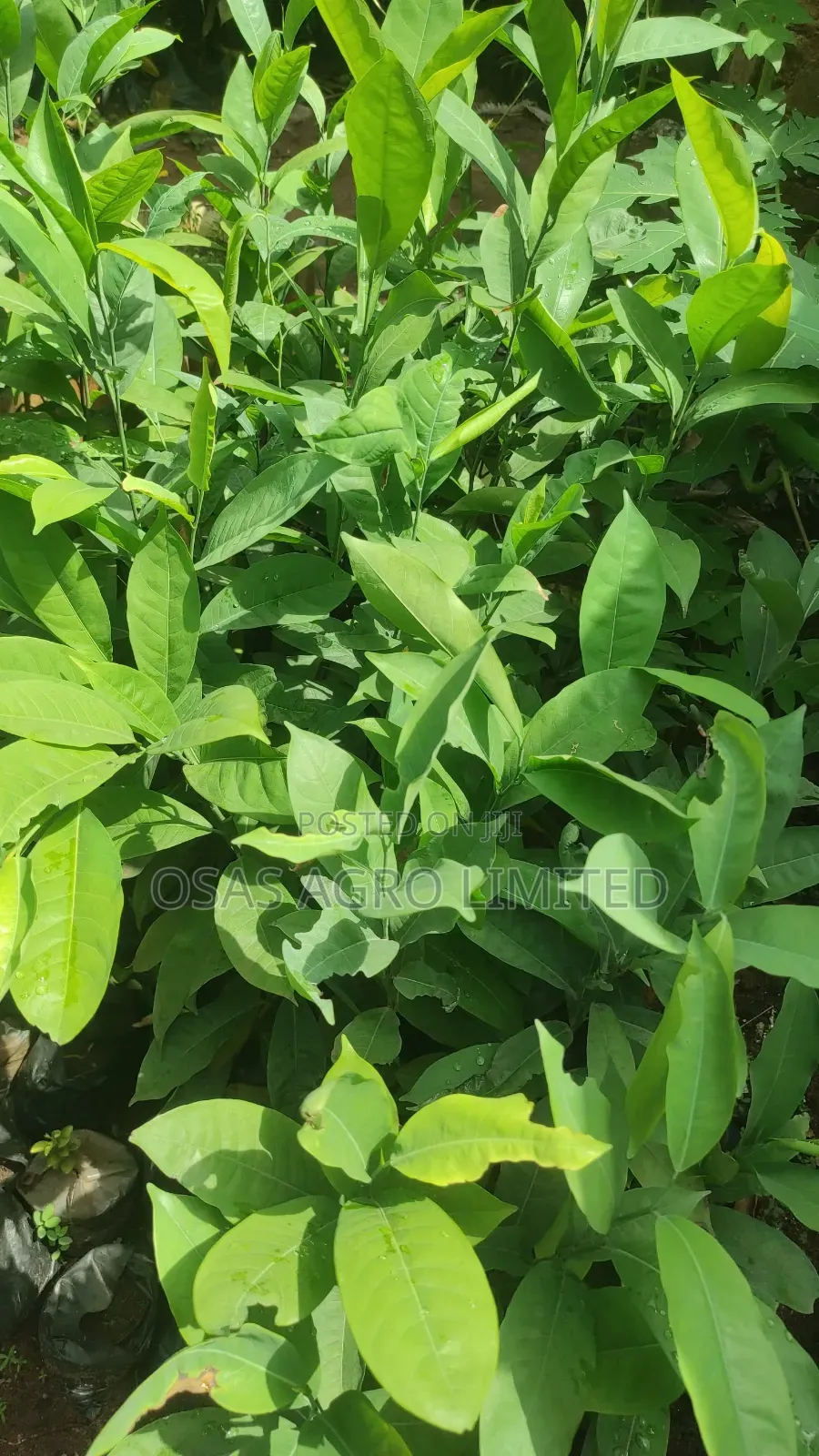 Ogbono Seedling ( Irvingia Wombulu )
