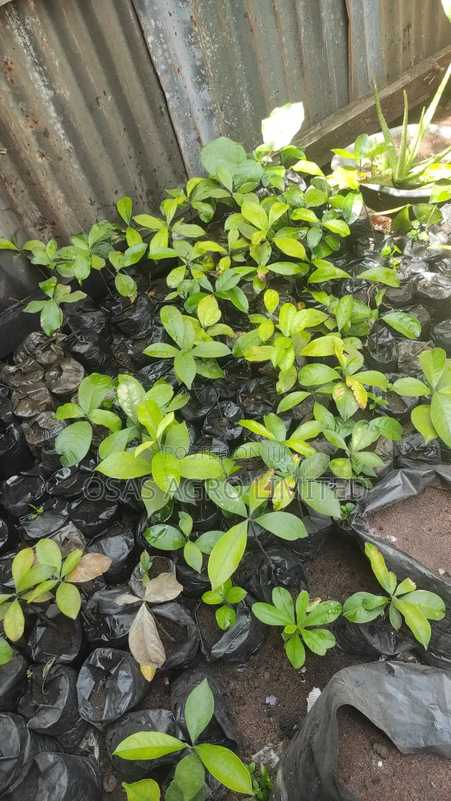 Bitter Kola (Garcinia Kola)